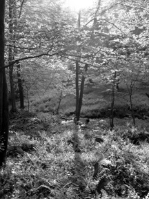 Spring Light