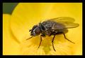 Common Fly