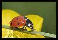 Ladybird3