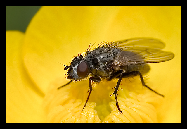 Common Fly