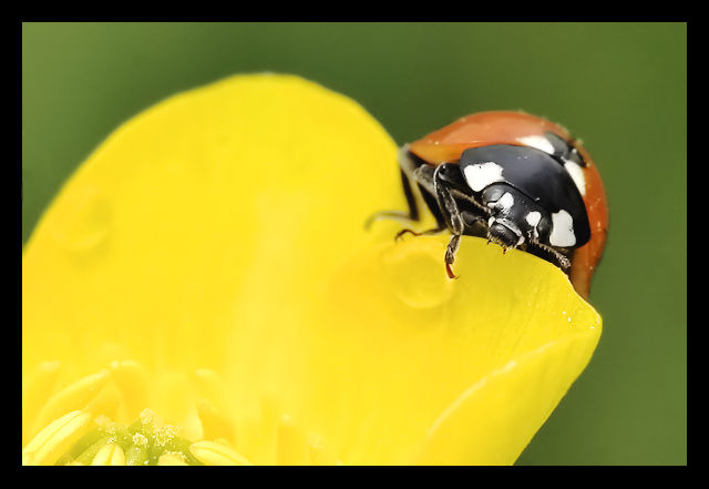 Ladybird