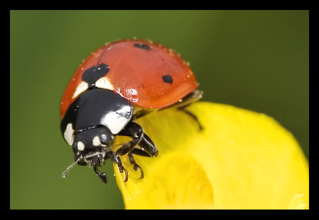 Ladybird2