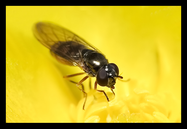 Bee