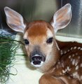 Fawn