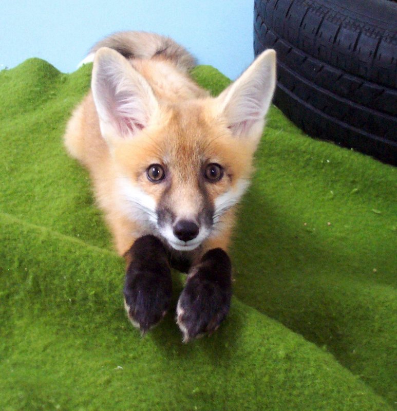 innocence