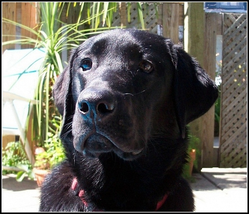 jake.jpg