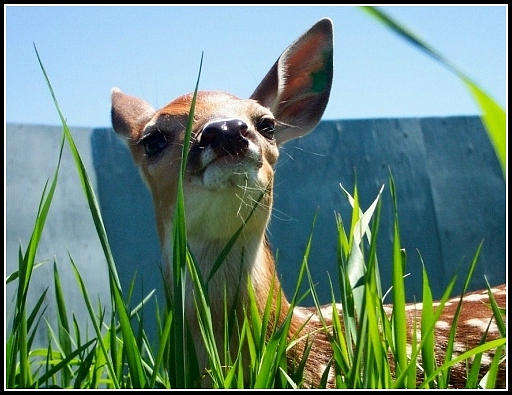 Fawn over me