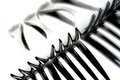 Fork Tines Reflection