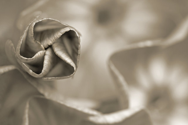 Pinwheel