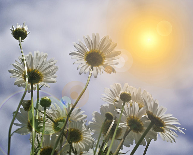 Sun Soaked Daisies