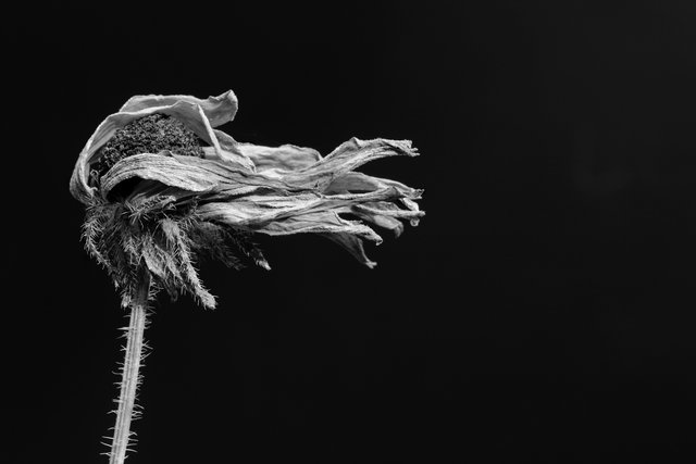Windswept