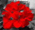 flower.jpg