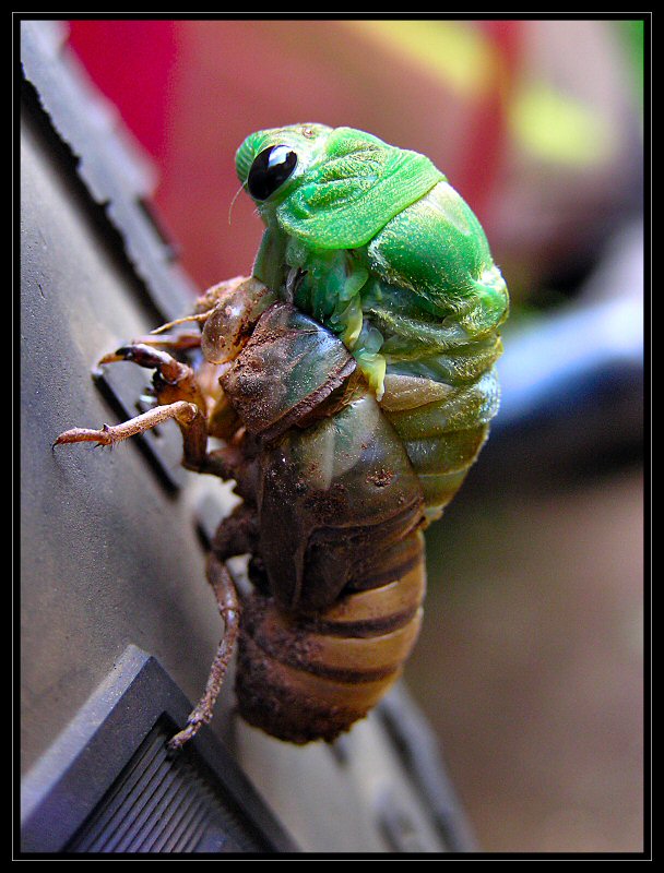 Emerging