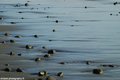 bodega bay rocks ps.jpg