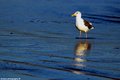 Gull.jpg