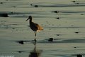 willet.0.jpg