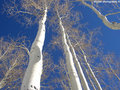 Aspen Blue