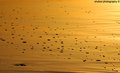 Golden Sand.jpg