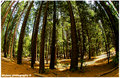 Fisheye Forest.jpg