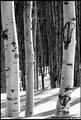 Three Aspens Blog.jpg