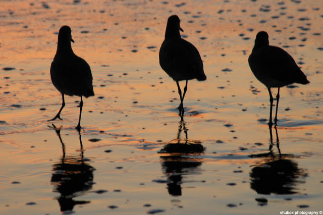 3 Little Birds Small.jpg