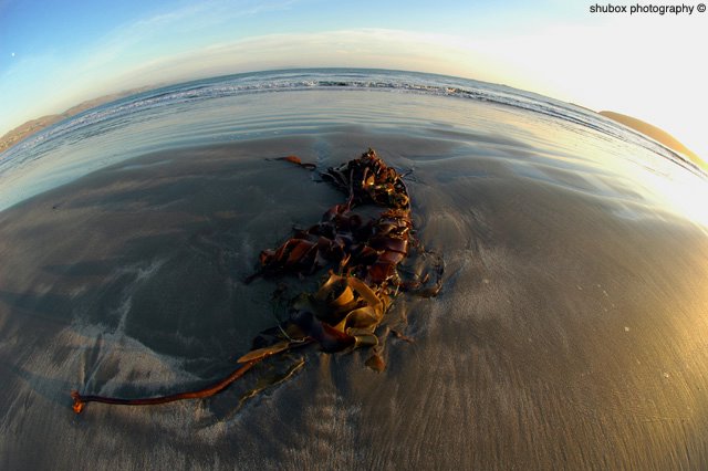 Kelp 2 Small.jpg