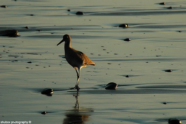 willet.0.jpg