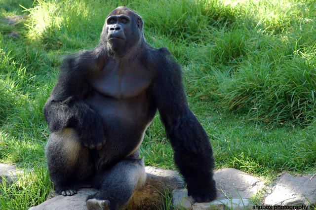 Pimpin Gorilla.jpg