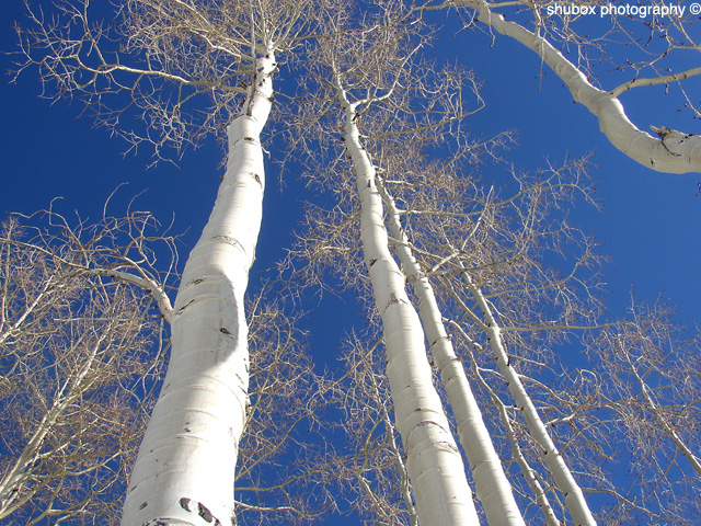 Aspen Blue