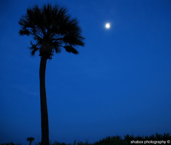 Midnight Blue Blog.jpg