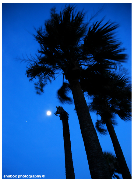 Moonlight Palms.jpg