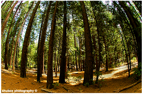 Fisheye Forest.jpg