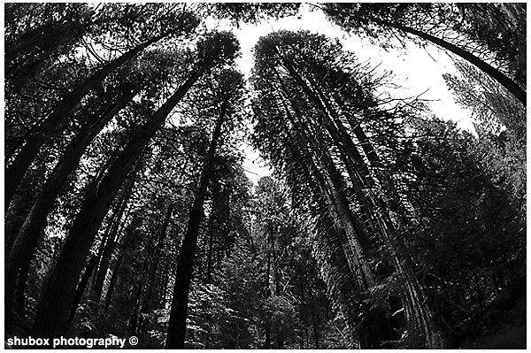 Fisheye Forest 2