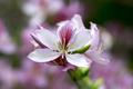 Spring Flower