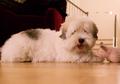 Sniffy the Dog