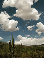 dpclandscape
