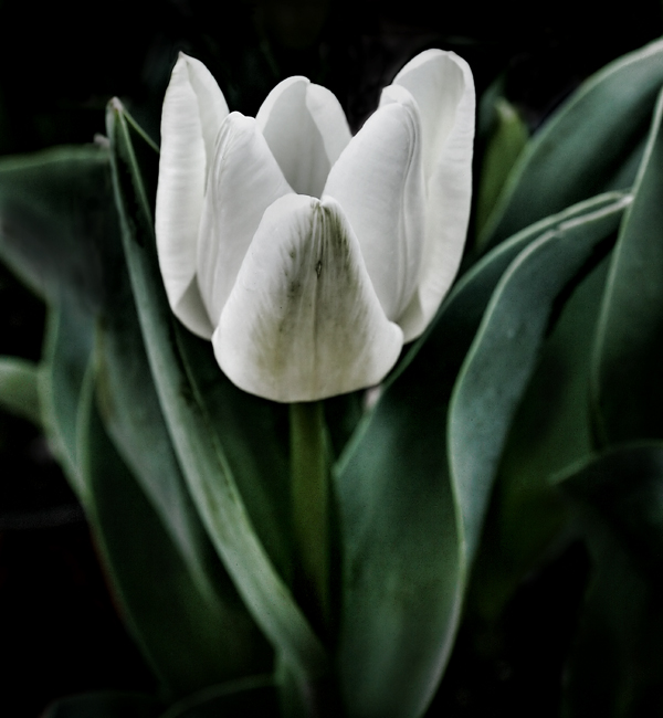 Tulip
