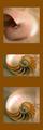 Nautilus