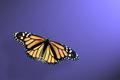Monarch