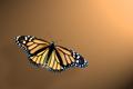 Monarch