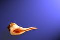 Whelk Left Turn
