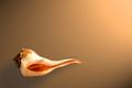 Whelk Left Turn