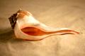Whelk Left Turn