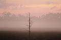 Lonely Tree