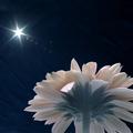 Gerbera Daisy