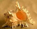 Murex Ramosus