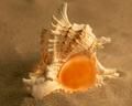 Murex Ramosus