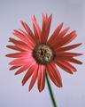 Painted Daisy