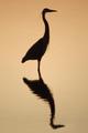 Heron Silouette