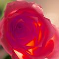 Red Rose
